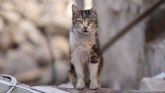 Životinje i Novi Zeland: Prekinuto dečje takmičenje u lovu na mačke