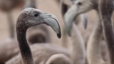 Životinje i Španija: Nesvakidašnji prizor 600 flamingosa na jednom mestu
