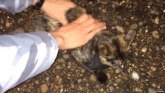 Životinje i droga: Rusi uhvatili mačku koja je korišćena za krijumčarenje hašiša u zatvor