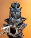 Životinje i fotografije: Neverovatne slike - oči u oči sa insektima