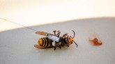 Životinje i insekti: Opasni stršljenovi-ubice i dalje pretnja za Amerikance