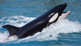 Životinje i okean: Zašto orke odjednom udaraju u čamce