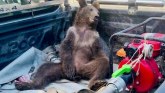 Životinje i opijati: Kad se medved prejede ludog meda“