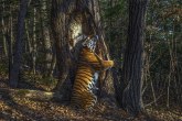 Životinje i priroda: Tigrica koja grli drvo - najbolja fotografija iz divljine 2020. godine