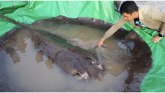 Životinje i priroda: Ulov koji je obradovao naučnike - raža iz Mekonga je najveća slatkovodna riba na svetu