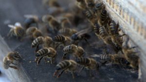 Životinje i tehnologija: Kad se pčele i dronovi udruže u traženju mina u Bosni i Hrvatskoj