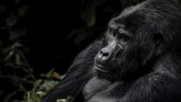 Životinje i ugrožene vrste: Da li znate kako zvuči kada gorila pusti goluba“