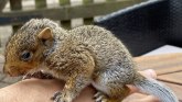 Životinje, ljudi i Velika Britanija: Kako sam odgajao bebu veverice