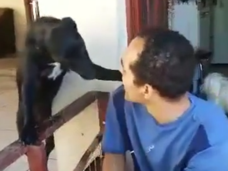 Zna da je pogrešio: Evo kako se pas izvinjava vlasniku! VIDEO