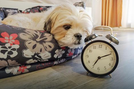 Zna li pas koliko je sati?