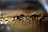 Zombi pčele stigle do Kanade
