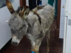 Zoo Planet prikuplja donacije za lečenje malog magarca