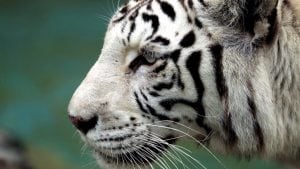 Zoo vrt u Japanu: Retki beli tigar ubio čuvara