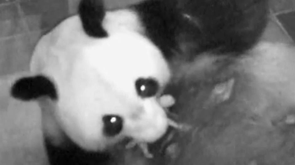 Zoo vrt u Japanu dobio mladunče pande posle pet godina