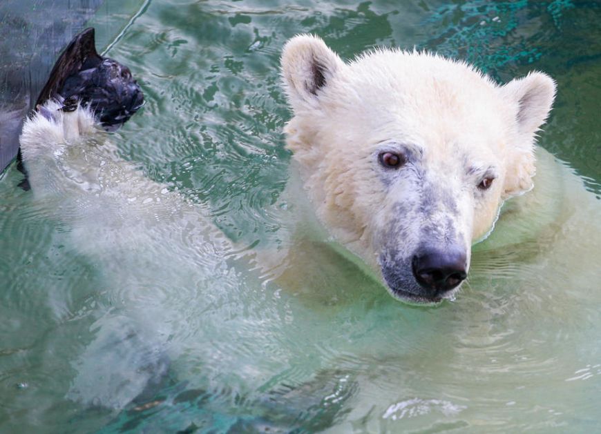 Zoo vrt u Krasnojarsku: Nema posetilaca, ali ima sve više mladunaca