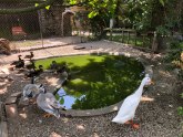 Zoološki vrt u Beogradu traži način da sankcioniše mladog tiktokera