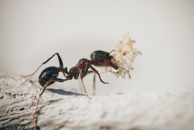 Ослободите се мрава и других инсеката користећи oву природну смесу