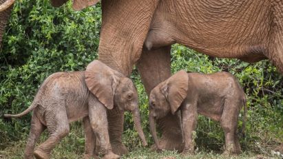 Rijedak slučaj rođenja slonova blizanaca u Keniji