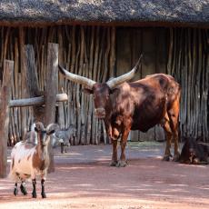 ZA 5.000 DINARA MOŽETE DA USVOJITE STANOVNIKA ZOO-VRTA: Na Paliću započela divna akcija za poboljšanje uslova životinja