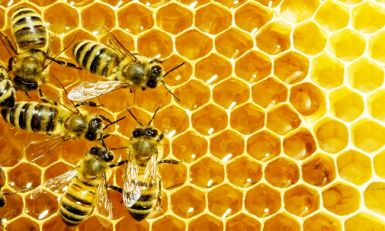 ZA VAŠ BIZNIS NA SELU: Konkurs za pčelarstvo u Vojvodini
